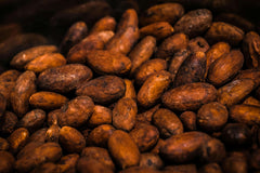 Cacao en poudre bio